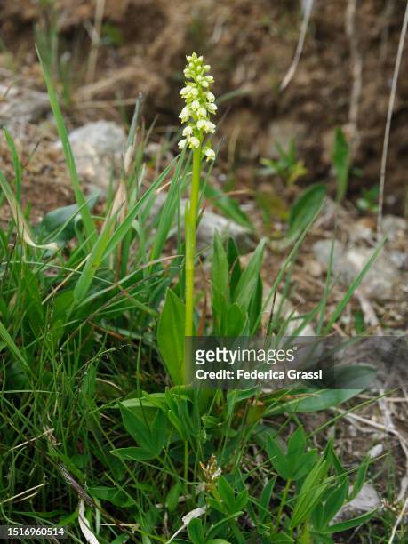 small white orchid (pseudorchis albida) flowering near splügen pass (passo dello spluga) - fuchsia orchids stock pictures, royalty-free photos & images