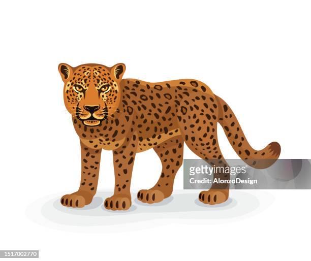 leopard. panthera pardus. stehend. - amur leopard stock-grafiken, -clipart, -cartoons und -symbole