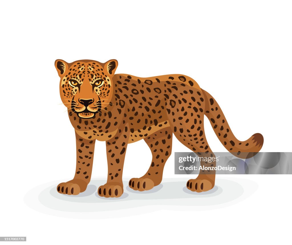 Leopard. Panthera pardus. Standing.