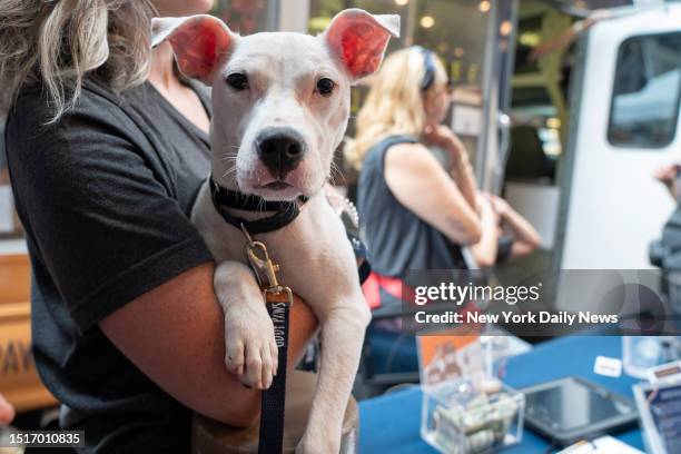 July 8: A cute dog up for adoption is pictured during the 25th Annual Broadway Barks in Shubert Alley Saturday, July 8, in Manhattan, New York.