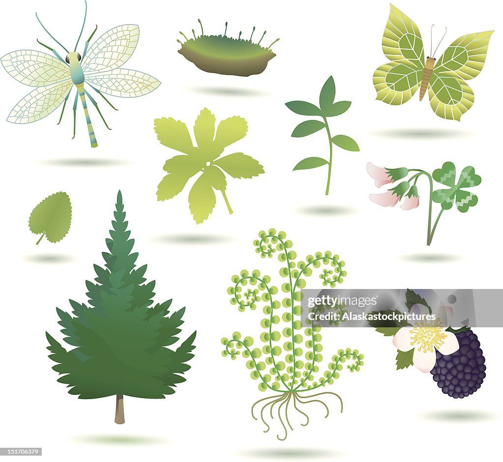Simple Natural Objects Nature Objects Iii High-Res Vector Graphic - Getty Images