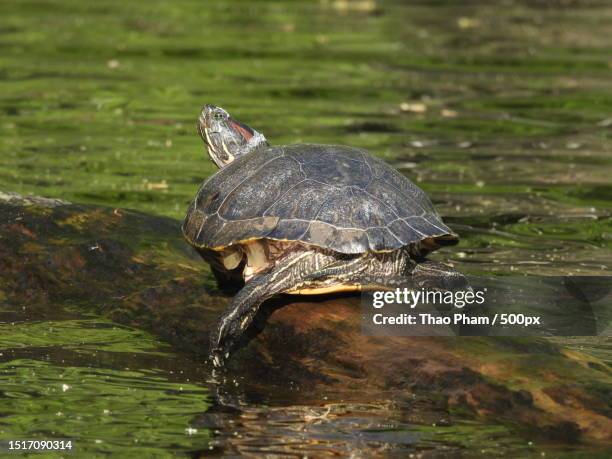 close-up of red eared slider turtle in lake,arlington,massachusetts,united states,usa - florida red belly turtle stock pictures, royalty-free photos & images