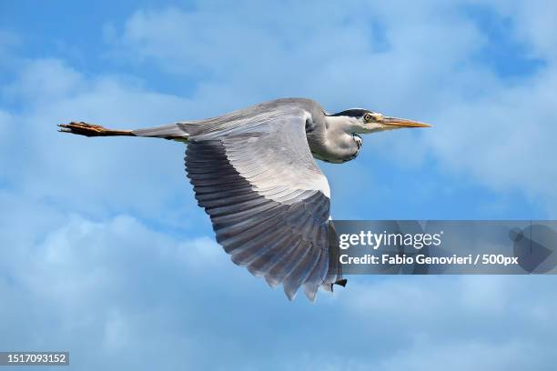 low angle view of heron flying against sky - great blue heron stock pictures, royalty-free photos & images