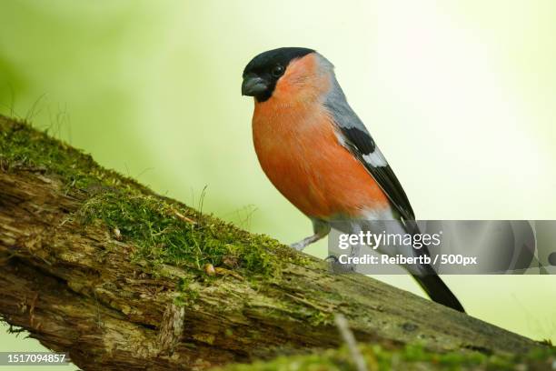 close-up of songfinch perching on tree - ciuffolotto comune eurasiatico foto e immagini stock