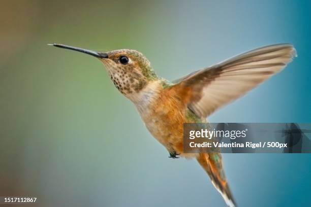 close-up of hummingbird flying outdoors,olympia,washington,united states,usa - ruby throated hummingbird stock pictures, royalty-free photos & images