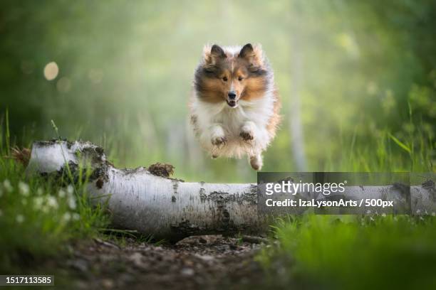 close-up of squirrel on tree trunk - shetland sheepdog stock pictures, royalty-free photos & images