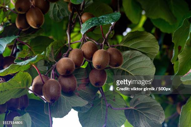 close-up of fruits growing on tree - walnut farm stock pictures, royalty-free photos & images