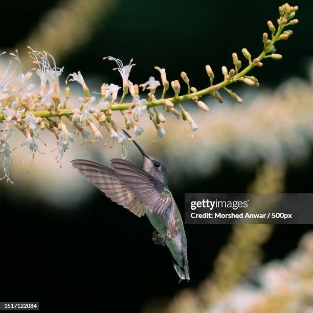 close-up of hummingbird flying outdoors,charlotte,north carolina,united states,usa - charlotte north carolina spring stock pictures, royalty-free photos & images