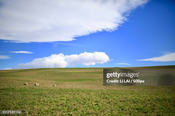 scenic view of field against sky,new zealand - sod field stock pictures, royalty-free photos & images