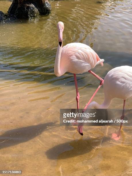 two flamingos in lake,bahrain - bahrain tourism stock pictures, royalty-free photos & images