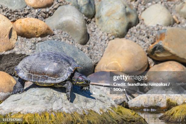 Shell Rock Photos and Premium High Res Pictures - Getty Images