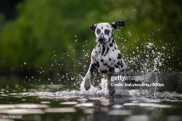 portrait of dalmatian dog running in lake - dalmatian dog stock pictures, royalty-free photos & images