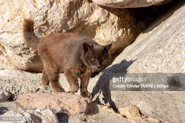 portrait of cat standing on rock - chat repos stock pictures, royalty-free photos & images