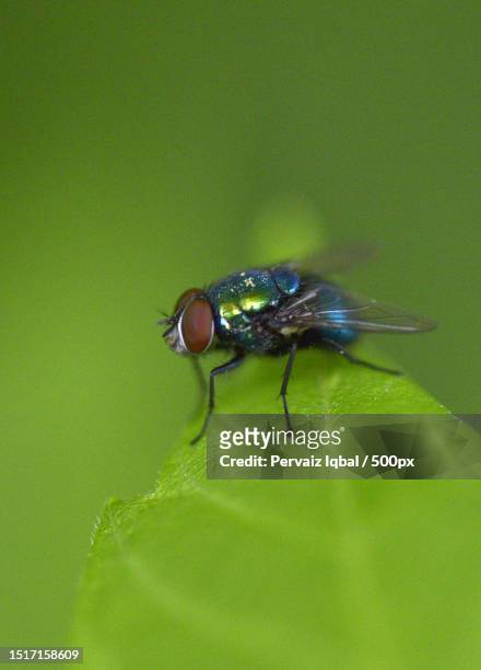 close-up of fly on leaf,saskatchewan,canada - house fly stock pictures, royalty-free photos & images