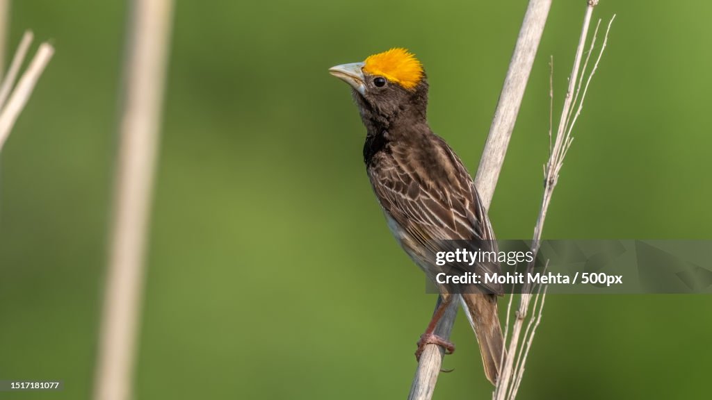 Close-up of songbird perching on branch,India
