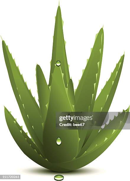 vector illustration of a green spiky cactus plant - aloe vera stock illustrations