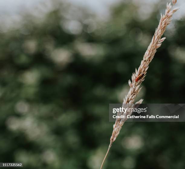 a red soldier beetle on a grass reed - animal antenna stock pictures, royalty-free photos & images