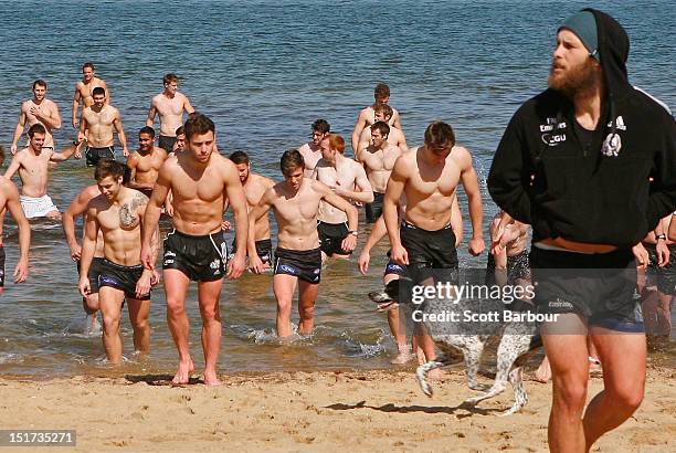 Dog runs past as Magpies players leave the water during a Collingwood Magpies AFL recovery session at St Kilda Sea Baths on September 11, 2012 in...