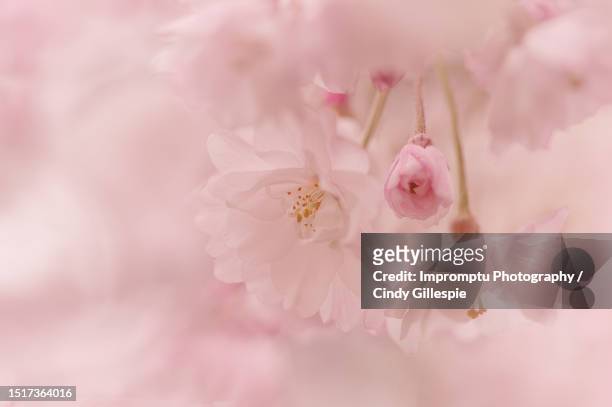 weeping cherry triple bloom with bud - cherry gillespie stockfoto's en -beelden