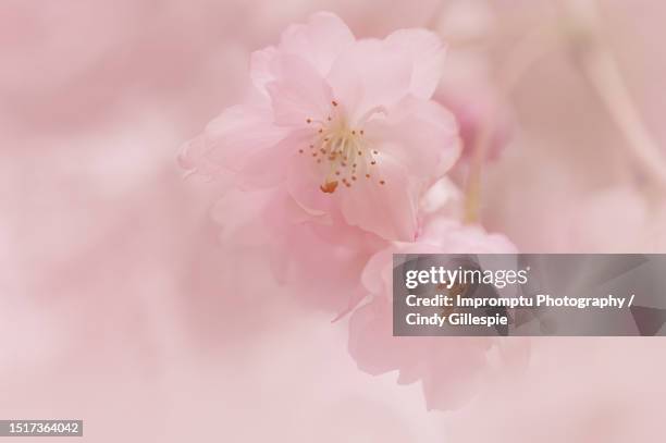 weeping cherry double blooms - cherry gillespie stock pictures, royalty-free photos & images