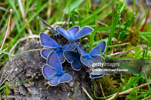 grupo de mariposas azules (lycaenidae) - grupo grande de animales fotografías e imágenes de stock