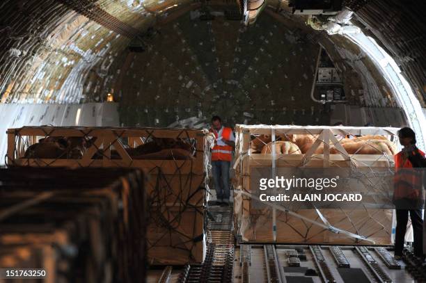 Limousin breed cow are pictured into a plane bound for Mongolia, on September 11, 2012 before take off from the Marcel Dassault airport in Deols near...