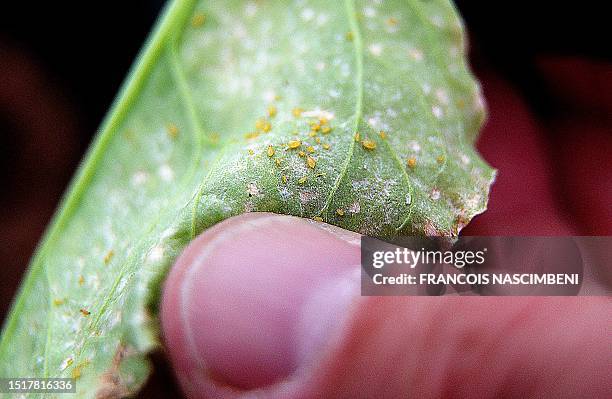 Photo shows green aphids, vectors of beet yellows virus, at the Beet Technical Institute in Laon, eastern France, on July 5, 2023. The institute is...