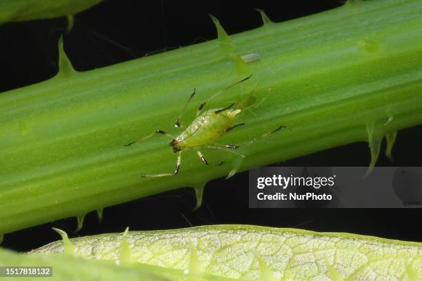 Aphids on the stem of a plant in Markham, Ontario, Canada, on July 03, 2023.