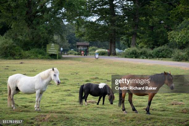 New Forest ponies graze on open land, on 4th July 20123, in Ashurst, New Forest, Hampshire, England. The New Forest pony breed is indigenous to the...