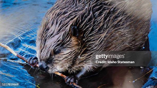 Beaver chews on a stick in the Boise River near 32nd Street in Garden City, Idaho, in late April. Estimating beaver populations in Idaho is not an...