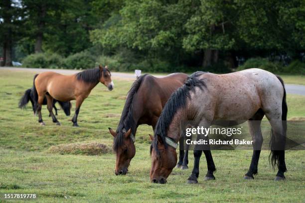 New Forest ponies graze on open land, on 4th July 20123, in Ashurst, New Forest, Hampshire, England. The New Forest pony breed is indigenous to the...