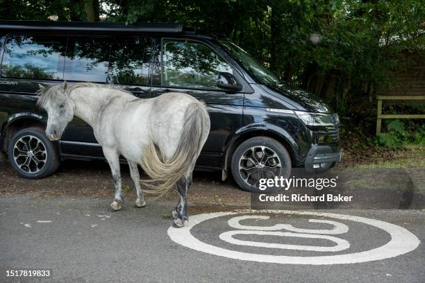 New Forest ponies rest on a narrow road where passing cars are expected to yield to this indigenous equine breed, on 4th July 20123, in Burley, New...