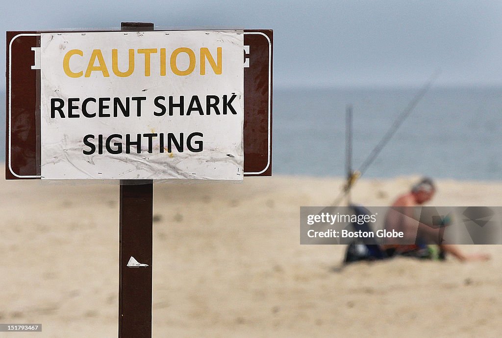 Shark Sighting On Cape Cod