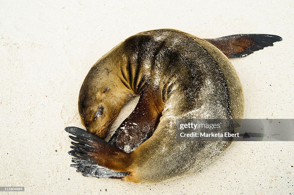 Napping sea lion