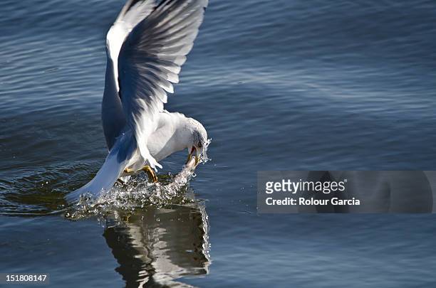 seagulls - rolour garcia stock pictures, royalty-free photos & images