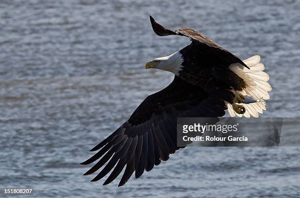 bald eagle - rolour garcia stock pictures, royalty-free photos & images