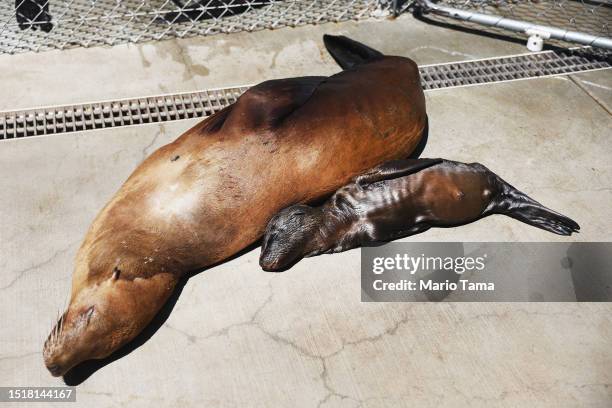 Weeks-old sea lion pup rests near its sickened mother, who was poisoned by domoic acid from a large toxic algae bloom, as sickened sea lions...