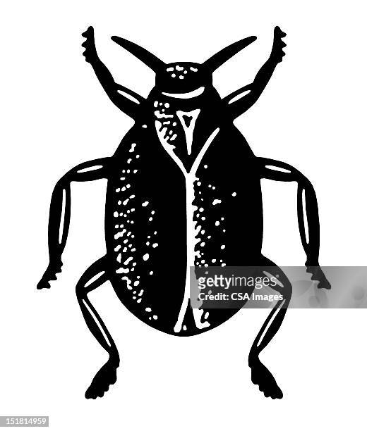 beetle - beetle stock illustrations
