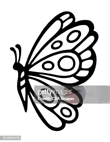 Butterfly Butterfly