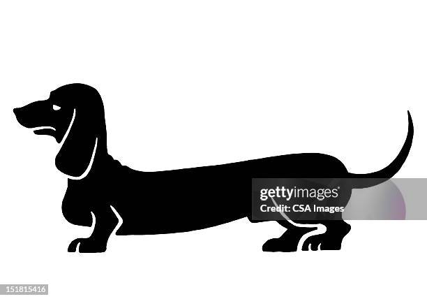 dachshund - best in show stock illustrations