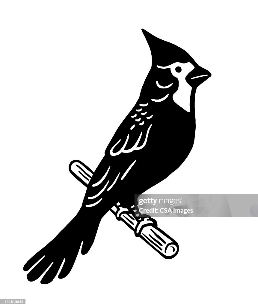 Balck Cardinal Cardinal Illustration Black And White