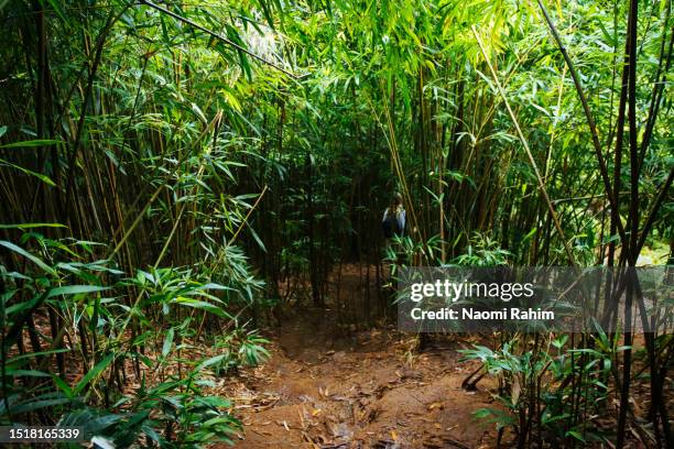 secluded hiking trail in bamboo forest, road to hana, hawaii - introduced species stock pictures, royalty-free photos & images