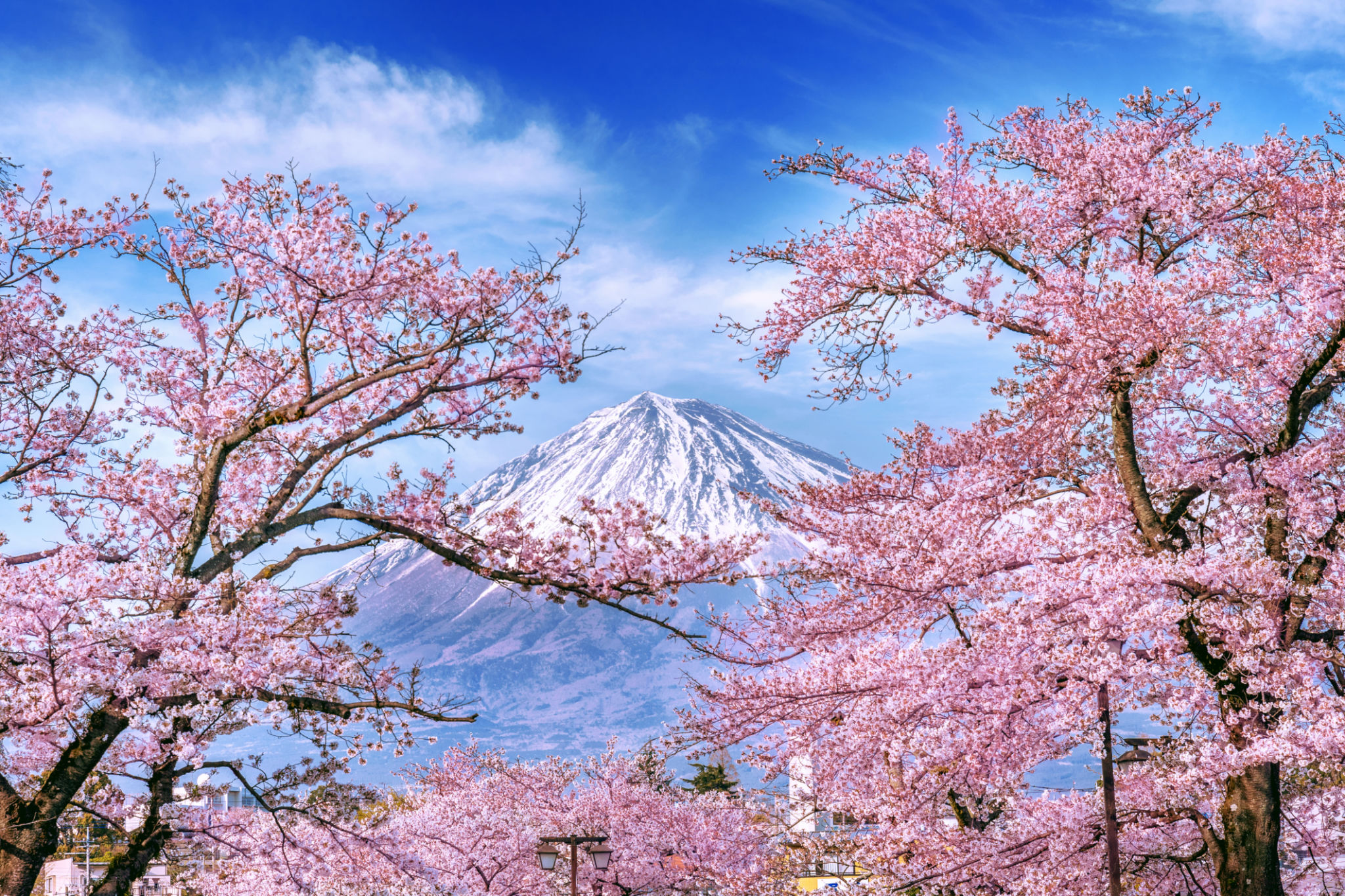 Fuji mountain and cherry blossoms in spring, Japan. Fuji mountain and cherry blossoms in spring, Japan.