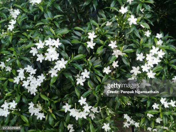 orange jessamine, murraya paniculate white flower blooming in garden nature backgroun - jasmine flower fotografías e imágenes de stock