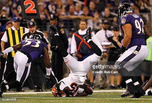 Linebacker Jameel McClain and defensive tackle Haloti Ngata of the Baltimore Ravens look on as wide receiver Armon Binns of the Cincinnati Bengals...