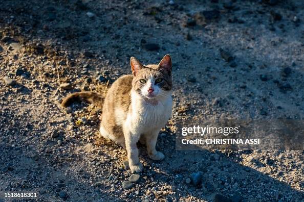 CYPRUS-CATS-HEALTH