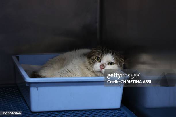 Domestic cat suffering from Feline Infectious Peritonitis is in quarantine at a veterinary clinic in Nicosia on June 20, 2023. A new strain of feline...