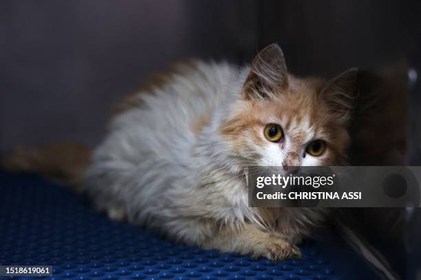 Domestic cat suffering from Feline Infectious Peritonitis is in quarantine at a veterinary clinic in Nicosia on June 20, 2023. A new strain of feline...