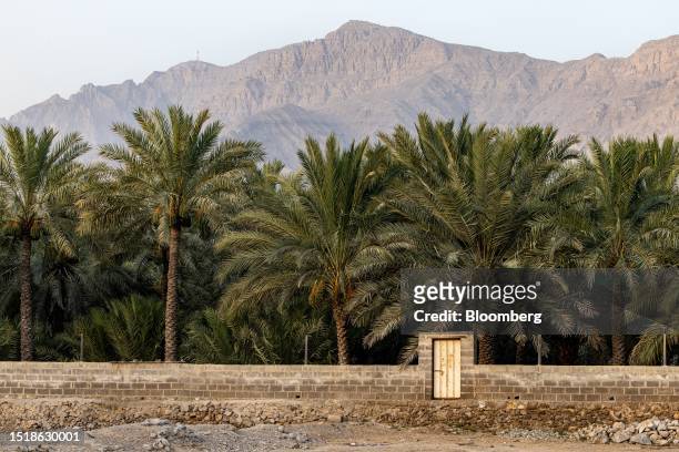 Date palm plantation in the Al Rams suburb of Ras Al Khaimah, United Arab Emirates, on Sunday, June 25, 2023. Ras Al Khaimah RAK for short is...