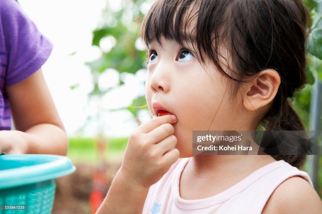 A girl eating a cherry tomato in the farm